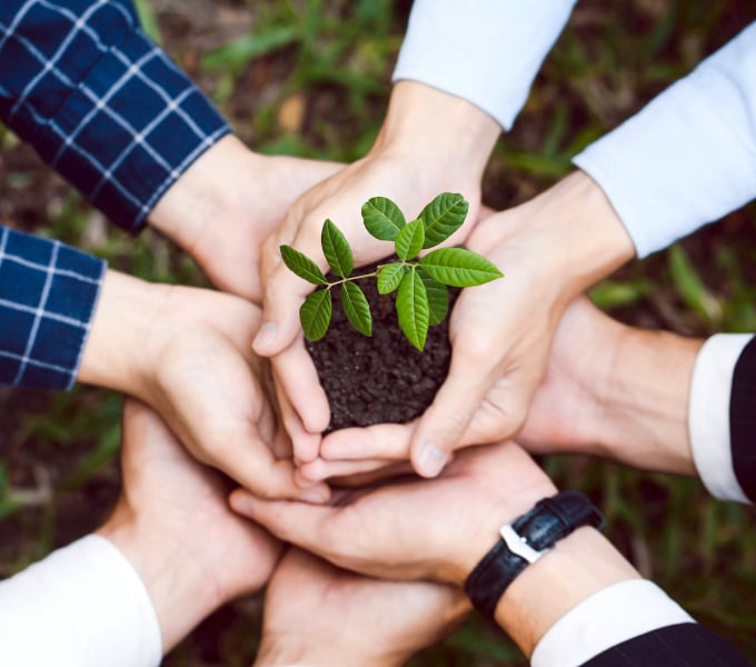 Several hands cupping a small plant with soil, symbolizing growth and collaboration.